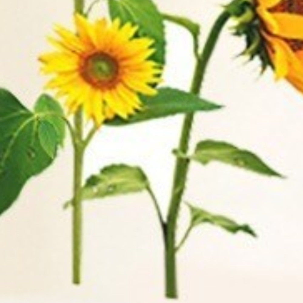 Sunflowers Decorative Wall Stickers Decals