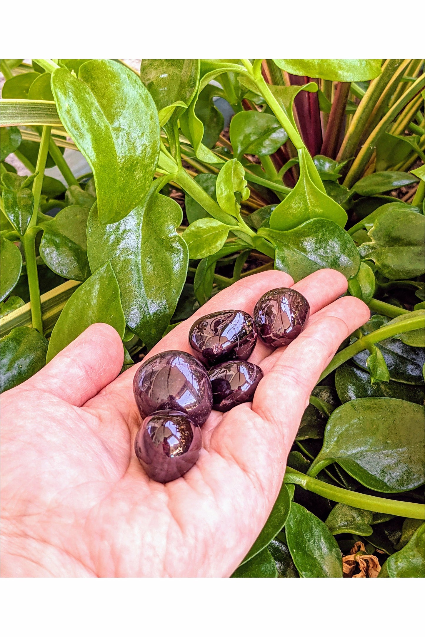 Polished Garnet Crystals