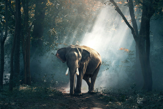 Elephant Printed on Canvas 24" x 16" - Canvas - $159.99