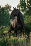 Stallion Printed on Canvas 24" x 16" - Canvas - $155.99