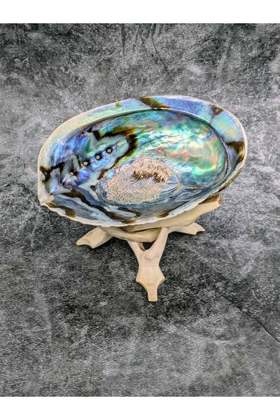 Abalone Shell with Wooden Stand