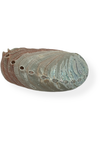 Red Abalone Shell