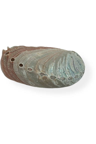 Red Abalone Shell
