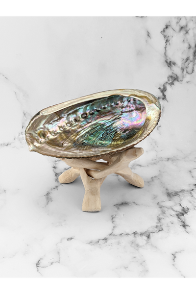 Abalone Shell with Wooden Stand