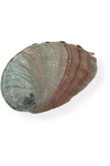 Red Abalone Shell