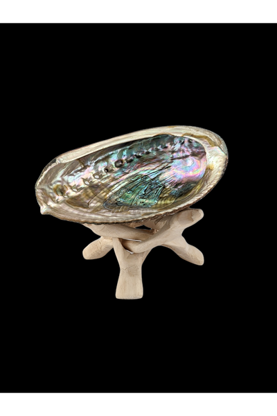 Abalone Shell with Wooden Stand