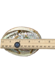 Basic Abalone White Sage smudge kit