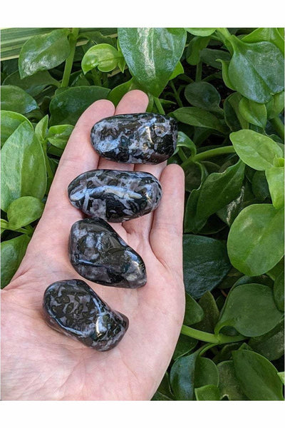 Polished Indigo Gabbro Crystals