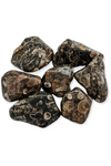 Tumbled Turritella Agate crystals