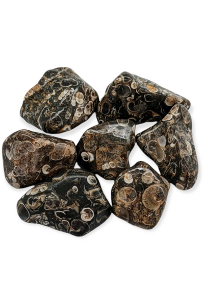 Tumbled Turritella Agate crystals