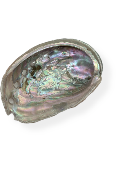 Red Abalone Shell