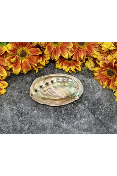 Red Abalone Shell