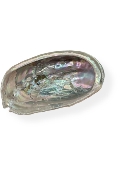 Red Abalone Shell