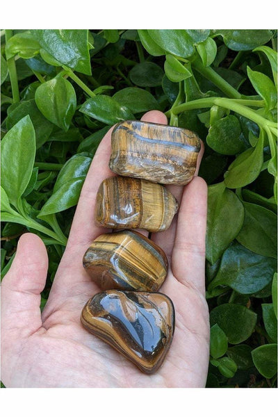 Tumbled Tigers Eye crystals - large