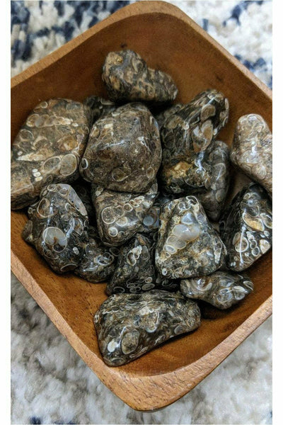 Tumbled Turritella Agate crystals