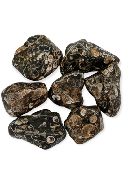 Tumbled Turritella Agate crystals