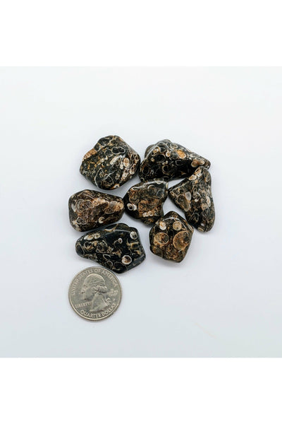 Tumbled Turritella Agate crystals