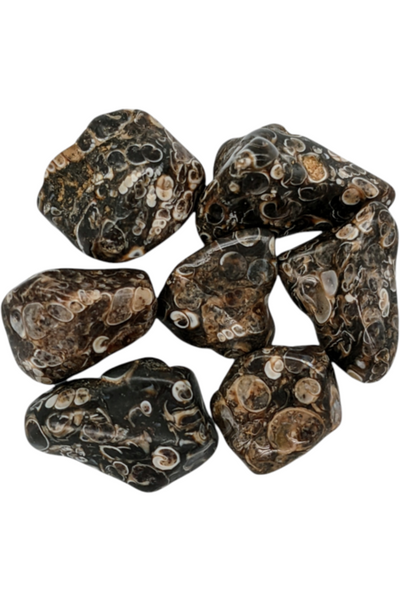 Tumbled Turritella Agate crystals